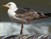 3cy graellsii LBBG in June, ringed in the Netherlands. (135385 bytes)